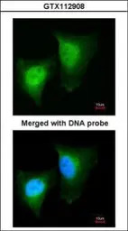 Daxx antibody [N1N3]