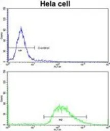 LMOD1 antibody, Internal