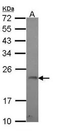GADD45G antibody [C1C3]