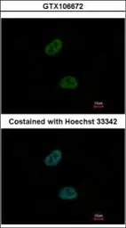 C20orf11 antibody [N1C3]