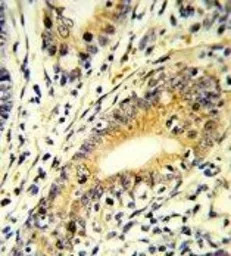 FAM3B antibody, N-term