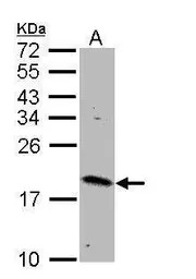 Rheb antibody [N1C3]