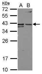 CD147 antibody [N2C3-2]