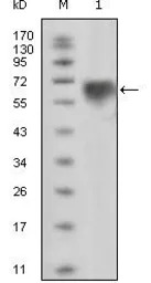 TYRO3 antibody [10E11]