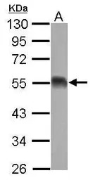 EIF5 antibody