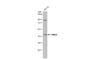 GNAS antibody [C2C3-2], C-term