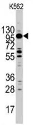 Myosin 1C antibody, C-term