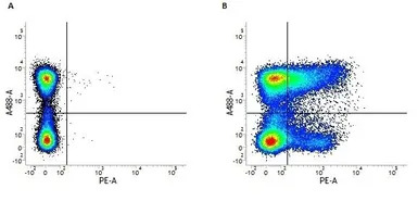 CD36 antibody [MF3] (PE)