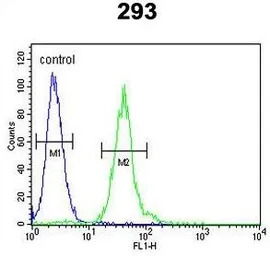 M-CSF antibody, Internal