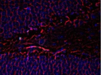 beta Tubulin 3/ Tuj1 antibody 