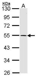 Dopamine Receptor D1 antibody 