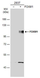 FOXM1 antibody