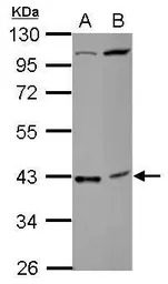 C18orf54 antibody [N1C1]