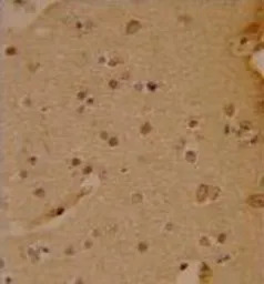 SOX4 antibody, N-term