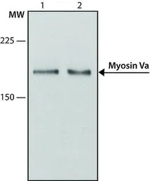 MYO5A antibody
