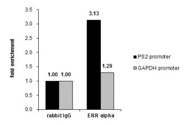 ERR alpha antibody [N1], N-ter
