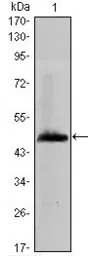 HAS1 antibody [3E10]