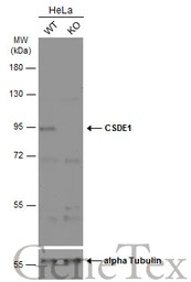 CSDE1 antibody [N2C1], Interna