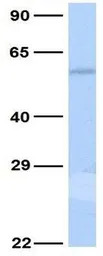 5-HT2C receptor antibody, N-te