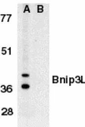 BNIP3L antibody