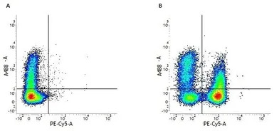 CD3 epsilon antibody [UCHT1] (