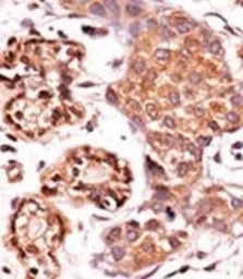 c-Abl (phospho Tyr412) antibod