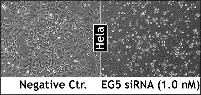 LipoJet™体外DNA转染试剂盒
