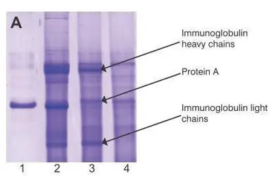 GAPDH antibody [6C5]