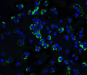 RAIDD antibody, C-term