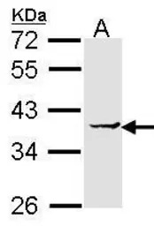 EEF1D antibody [N1C3]