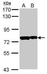 PATZ1 antibody [N3C2], Interna