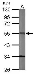 STK40 antibody [N1N3]