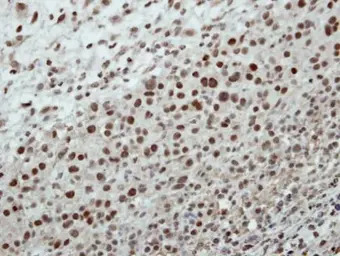 CSTF2 antibody [N1N2], N-term