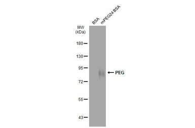 PEG antibody