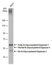 Glypican 1 antibody [N3C3]
