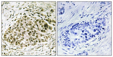 LYL1 antibody