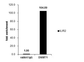DNMT1 antibody [N1], N-term