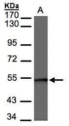 BAF57 antibody [C3], C-term