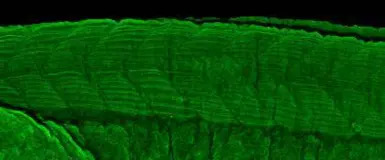 TC21 antibody [N1C3]
