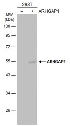 ARHGAP1 antibody [N3C3]
