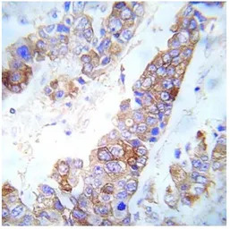 FYN (phospho Tyr530) antibody