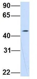 WDSOF1 antibody, N-term
