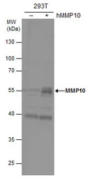 MMP10 antibody