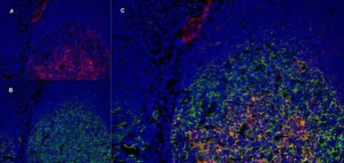 LRP1 antibody [A2Mr alpha-2]