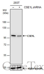 CSE1L antibody