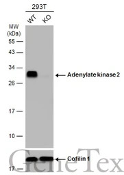 Adenylate kinase 2 antibody [N