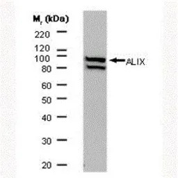 ALIX antibody [3A9]