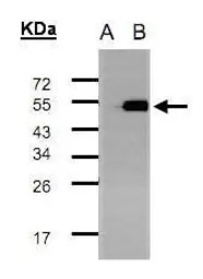 TADA3L antibody [C1C3]