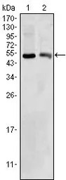 BDH1 antibody [1A5]