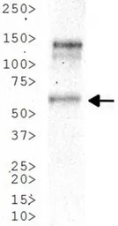 n-Myc antibody [NMYC-1]